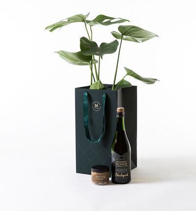 Monstera i gavebag med bobler Monstera i gavebag med bobler